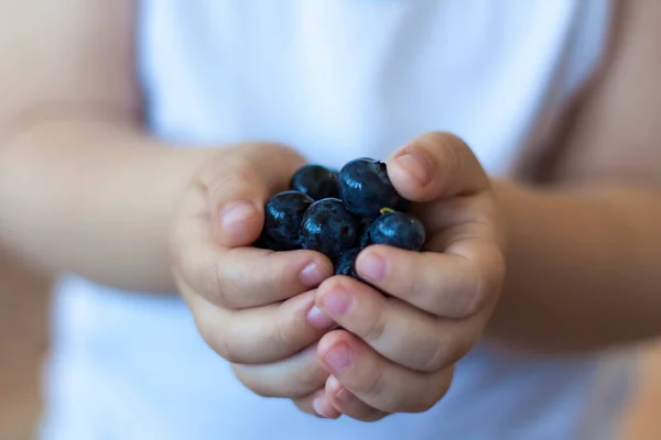 Blueberry Organik Matang Tangan Anak Anak Buah Yang Matang Blueberry — Stok Foto
