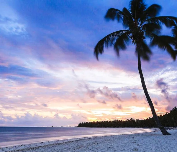 Palmenlandschaft Strand — Stockfoto