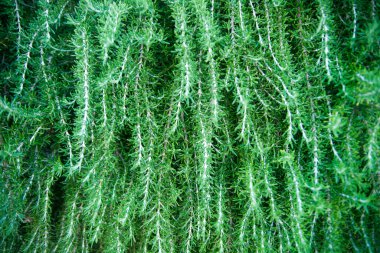 Biberiye ve şifalı bitkiler. Organik şifalı bitkiler