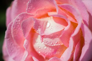 Gül ile suyun üzerinde damla