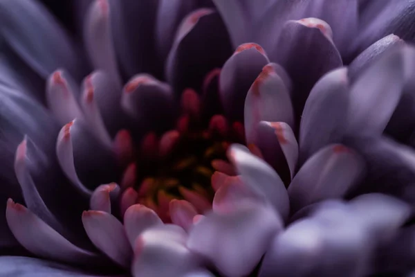 Μοβ Πέταλα Λουλουδιών Άνθιση Αφηρημένο Ανθισμένο Φόντο Τέχνης Λουλουδιών — Φωτογραφία Αρχείου