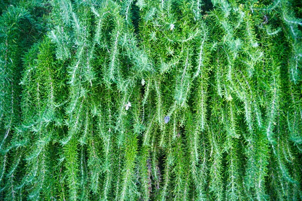 Розмариновые Травы Лекарственные Травы Органические Целебные Травы — стоковое фото