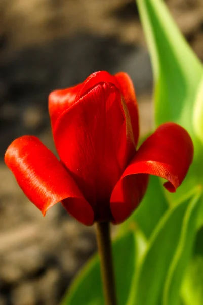 Tulipes Fraîches Dans Nature Vue Rapprochée — Photo