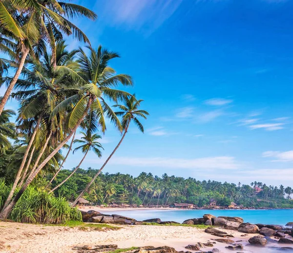 Landschaft Der Meeresküste Mit Palmen — Stockfoto