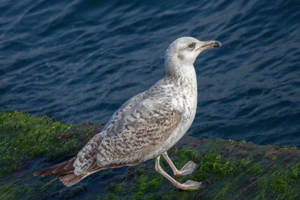 Single Seagull Found Shore Sea — Stock Photo, Image