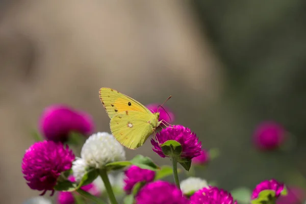 Żółty Motyl Siedzący Krzewie Kwiatów — Zdjęcie stockowe