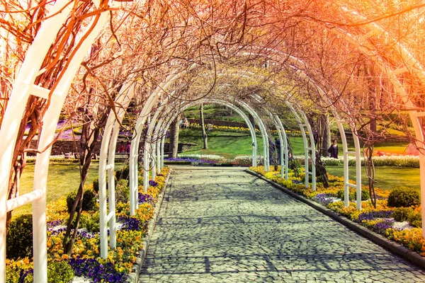 Арки Цветочных Деревьев Туннель Саду — стоковое фото