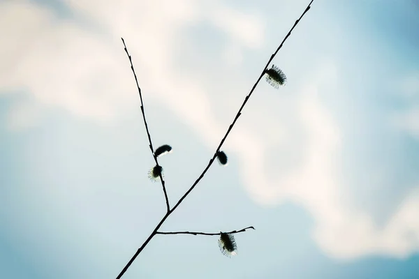 Willow Twigs Close — Stock Photo, Image