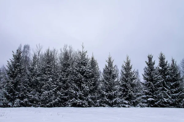 Snow Covered Fir Trees Cold Winter Day Seasonal Nature East —  Fotos de Stock