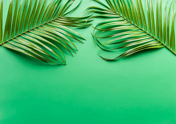 Green Leaves Palm Tree Soft Green Paper Background — Stock Photo, Image