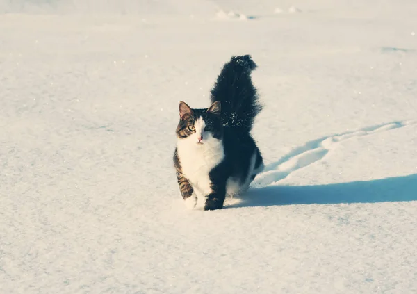 Rozkošná Kočka Sněhu — Stock fotografie