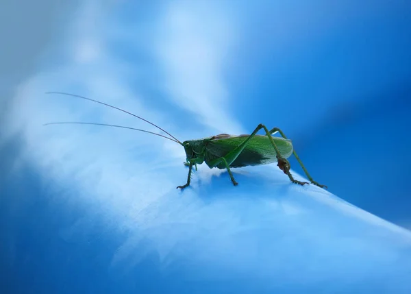 Grasshoper Sobre Fondo Azul — Foto de Stock