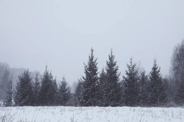 Snötäckta Granar Kalla Vinterdagar Årstidens Natur Östeuropa — Stockfoto