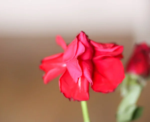 Κοντινή Θέα Του Όμορφου Τριαντάφυλλου Καλοκαιρινή Έννοια — Φωτογραφία Αρχείου