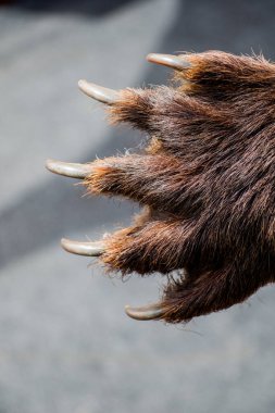 Siyah ayı pençesi ile keskin pençeleri 