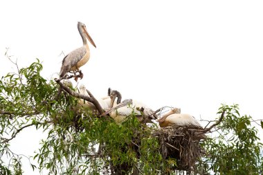 Hayvanat bahçesindeki pelikanlar