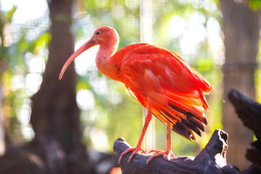 Kızıl aynak yakın çekim
