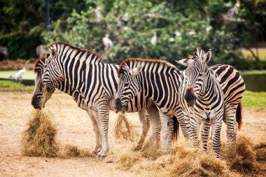 Zebra Hayvanat Bahçesi portresi