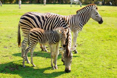 Zebra Hayvanat Bahçesi portresi