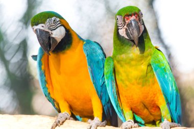 Hayvanat bahçesindeki papağan kuşlarının portresi.