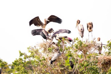 Ağaçta yuva yapan boyalı leylekler