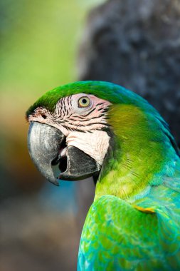 Doğal ortamdaki kuşun yakın görüntüsü