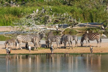 Zebra beautiful animals near pond 