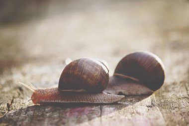 salyangoz oduna tarama