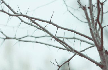 Ağaç dallarına yakından bak. Doğa, bitki