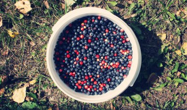 Taze olgun yaban mersinlerinin yakın görüntüsü