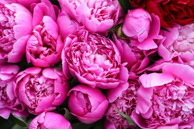 Çiçekler çok güzel. Yaz zamanı.