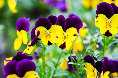 Çiçekler çok güzel. Yaz zamanı.