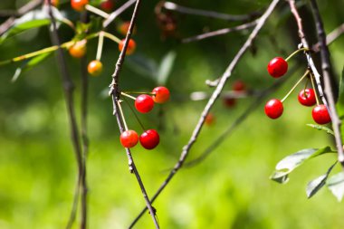 Ripe cherries on a tree. Fresh red cherry fruits in summer garden in the countryside.