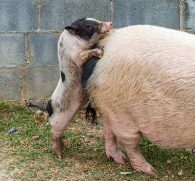 Yemek için domuz ve domuz yavrusu.