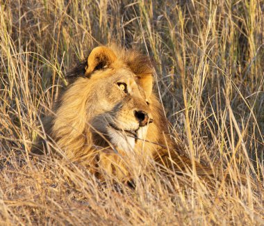 Afrika savanındaki bir aslanın güzel portresi.