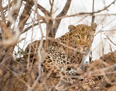 Doğadaki genç leoparın yakın plan portresi