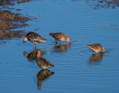 Kanada 'da Godwit Saskatchewan kuşları 