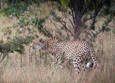 Doğadaki genç leoparın yakın plan portresi