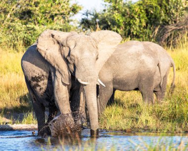 Afrika bozkırlarında bir grup fil.