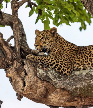 Doğadaki genç leoparın yakın plan portresi