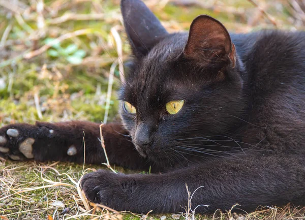 Μαύρη Γάτα Ξαπλωμένη Στο Γρασίδι — Φωτογραφία Αρχείου