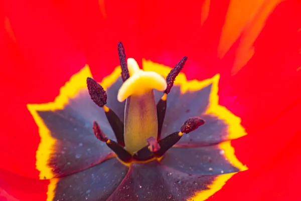 Closeup Tulipa Vermelha Estame Tulipa Pétalas — Fotografia de Stock