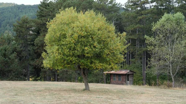 Árvore Solitária Meadow Old Cottage — Fotografia de Stock