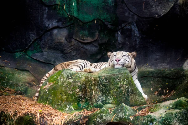 Большой Белый Тигр Спит Зоопарке — стоковое фото