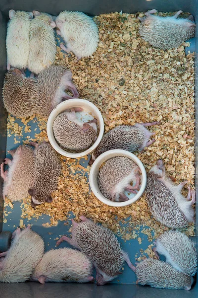 Cute Baby Hedgehogs Box — Stock Photo, Image