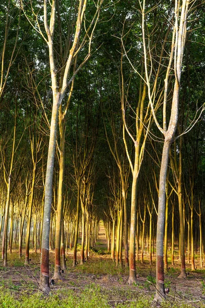 Rubber Bomen Aanplant Bij Zonsondergang — Stockfoto