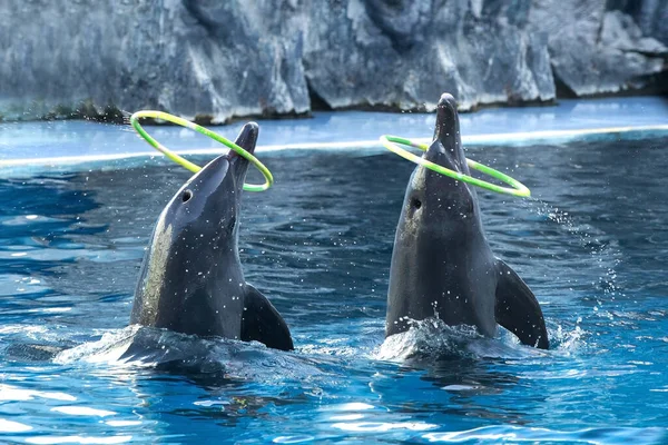 Foto Dolphins Show — Foto de Stock