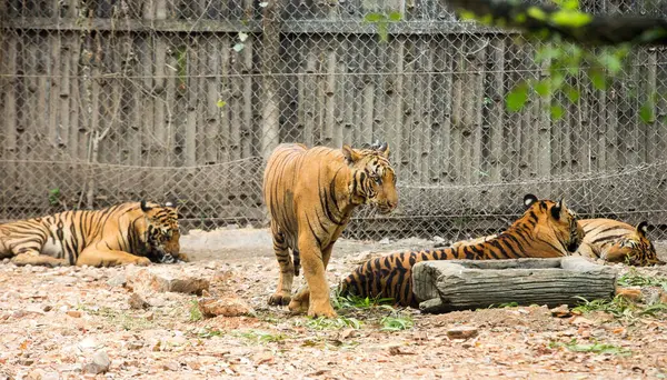 Tigers Zoo — Stock Photo, Image