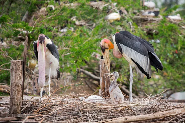 Pelicanos Jardim Zoológico — Fotografia de Stock