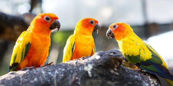 Portrét Ptáků Macaw Zoologické Zahradě — Stock fotografie